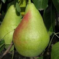 Саджанець Груша Смерічка